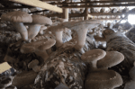 Mushrooms: Nature’s Superfood with Endless Benefits