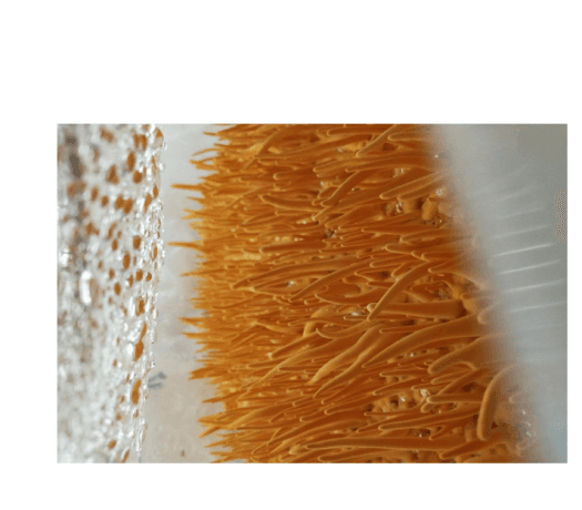 Cordyceps Militaris: Nature’s Golden Mushroom for Energy, Health, and Longevity