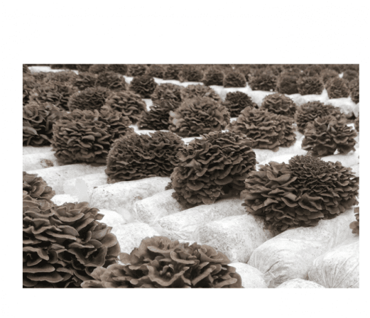 Maitake Mushroom: The Healing Fungus You Need to Know