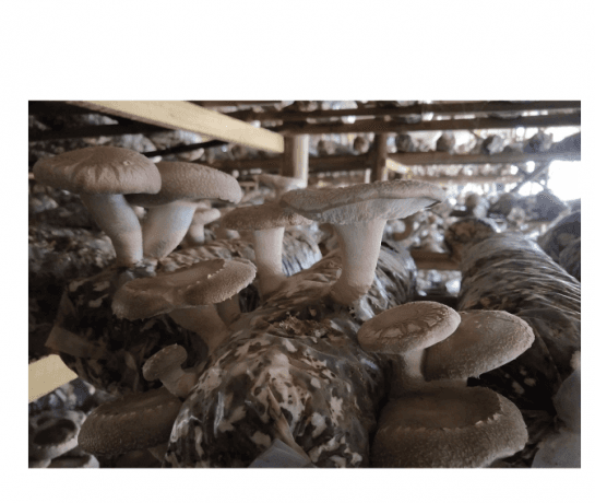 The Ultimate Guide to Shiitake Mushrooms: Health, Cooking, and Cultivation