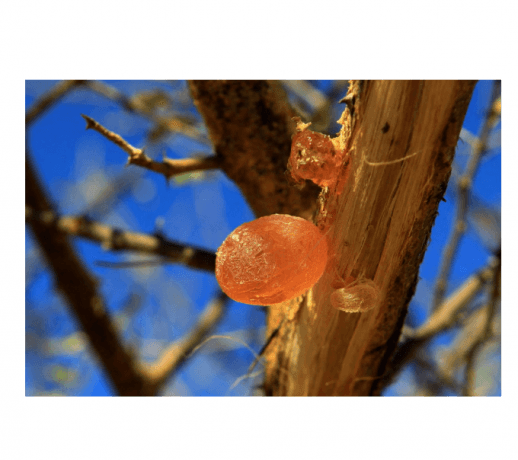 Unlocking the Versatility of Arabic Gum: From Ancient Tradition to Modern Industry