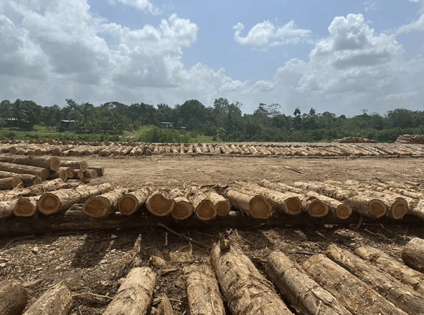 Teak Wood: The Ultimate Guide to Its Uses, Benefits, and Comparisons