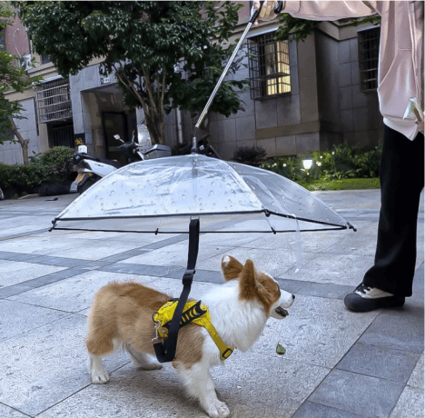 Seeing Through the Rain: The Stylish Evolution and Practical Appeal of the Clear Umbrella