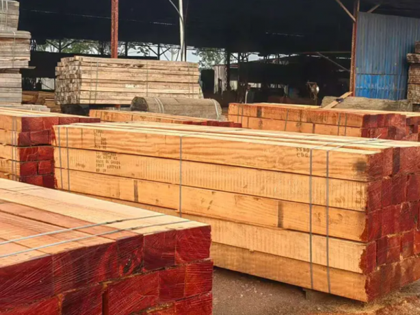 Tali Wood: The Unsung Hero of Sustainable Timber