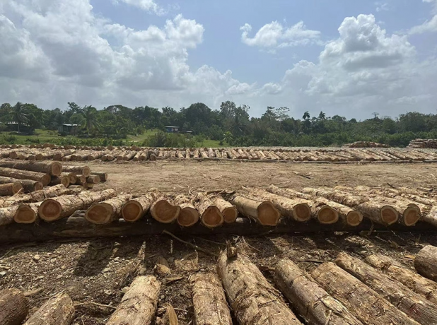 The Timeless Appeal of Teak Wood: A Comprehensive Guide