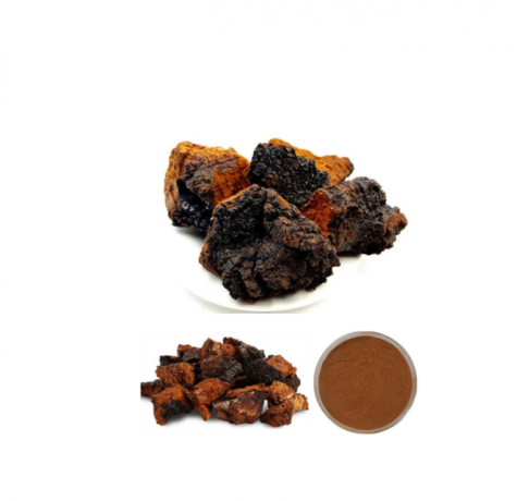 Unlocking the Power of Chaga: Nature’s Black Gold