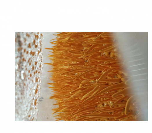 Cordyceps Militaris: Nature’s Golden Mushroom for Energy, Health, and Longevity