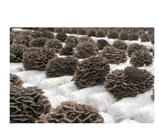 Maitake Mushroom: The Healing Fungus You Need to Know